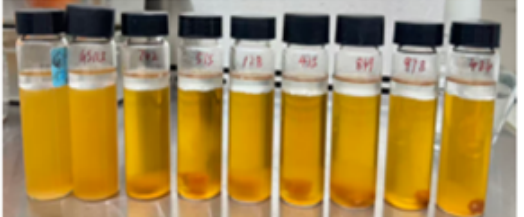 Original project photograph of assay tubes labeled as the killing assay at twenty-four hours.